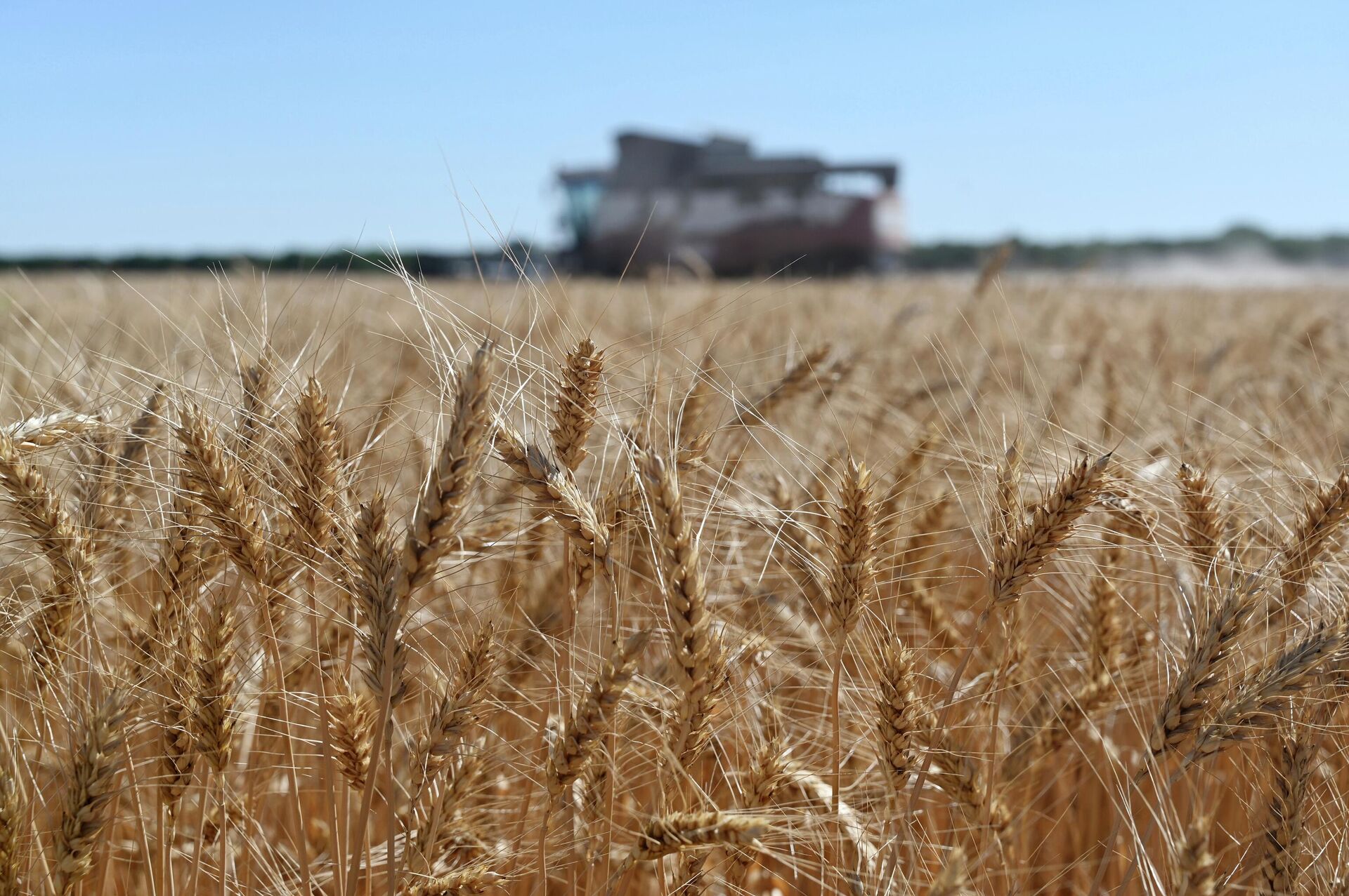 A harvester collects wheat in Semikarakorsky District of Rostov-on-Don region near Semikarakorsk, Southern Russia, Wednesday, July 6, 2022. - Sputnik International, 1920, 05.11.2022