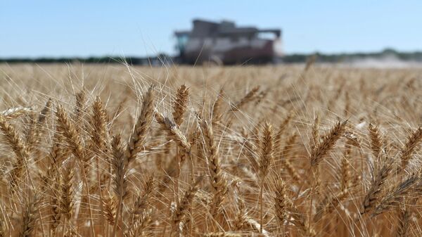 A harvester collects wheat in Semikarakorsky District of Rostov-on-Don region near Semikarakorsk, Southern Russia, Wednesday, July 6, 2022. - Sputnik International