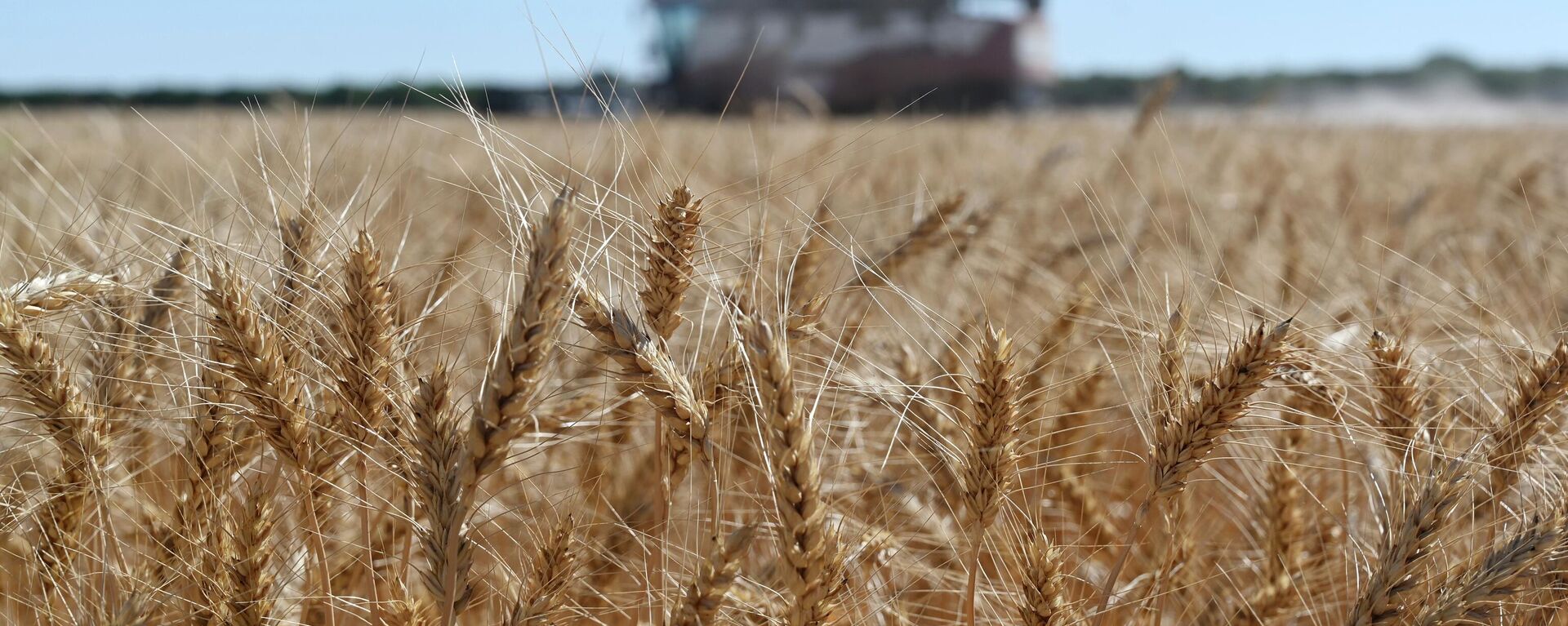 A harvester collects wheat in Semikarakorsky District of Rostov-on-Don region near Semikarakorsk, Southern Russia, Wednesday, July 6, 2022. Russia is the world's biggest exporter of wheat, accounting for almost a fifth of global shipments.  - Sputnik International, 1920, 11.05.2023