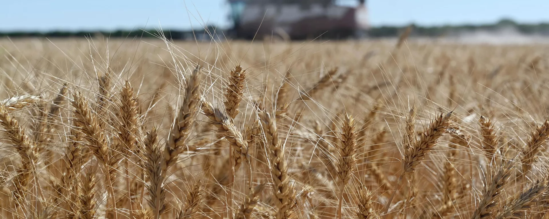 A harvester collects wheat in Semikarakorsky District of Rostov-on-Don region near Semikarakorsk, Southern Russia, Wednesday, July 6, 2022. Russia is the world's biggest exporter of wheat, accounting for almost a fifth of global shipments. It is expected to have one of its best ever crop seasons this year. Agriculture is among the most important industries in Russia, accounting for around 4% of its GDP, according to the World Bank. (AP Photo) - Sputnik International, 1920, 09.08.2023