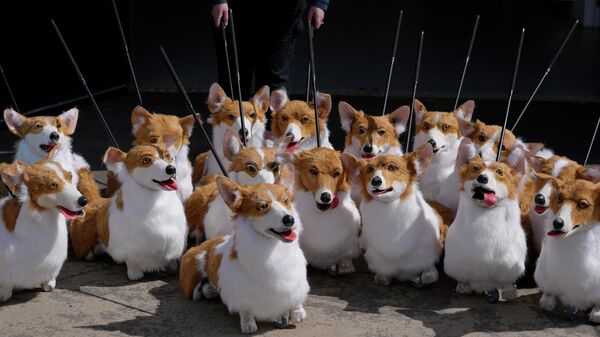 A group of corgi puppets made by puppet maker Louise Jones each one an individual and based on past and present Royal corgis, part of 'The Queen's Favourites' for the Platinum Jubilee Pageant, in Coventry, England, Thursday, May 5, 2022.  - Sputnik International