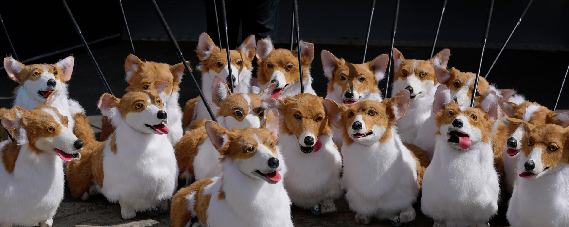 A group of corgi puppets made by puppet maker Louise Jones each one an individual and based on past and present Royal corgis, part of 'The Queen's Favourites' for the Platinum Jubilee Pageant, in Coventry, England, Thursday, May 5, 2022.  - Sputnik International, 1920, 10.09.2022