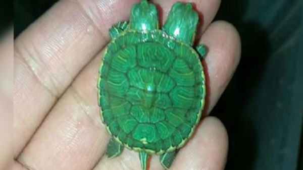 Rare two-headed turtle takes birth at Nandankanan Zoological Park in India’s Odisha state - Sputnik International