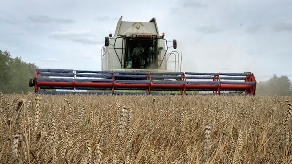 A harvester collects wheat in the village of Zghurivka, Ukraine, Tuesday, Aug. 9, 2022 - Sputnik International