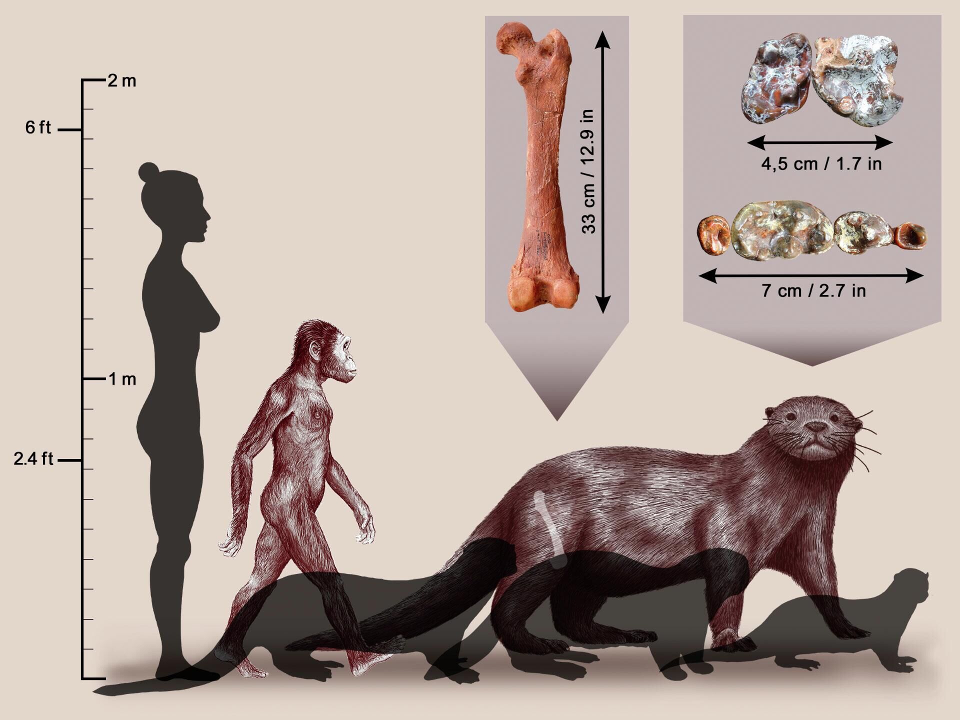 Reconstruction of Enhydriodon omoensis (in background), compared with three current species, left to right: the South American giant otter; the sea otter; and an African otter. An australopithecine and a modern human shown here for size comparison. The femur and dental remains of Enhydriodon omoensis are shown in insets - Sputnik International, 1920, 14.09.2022