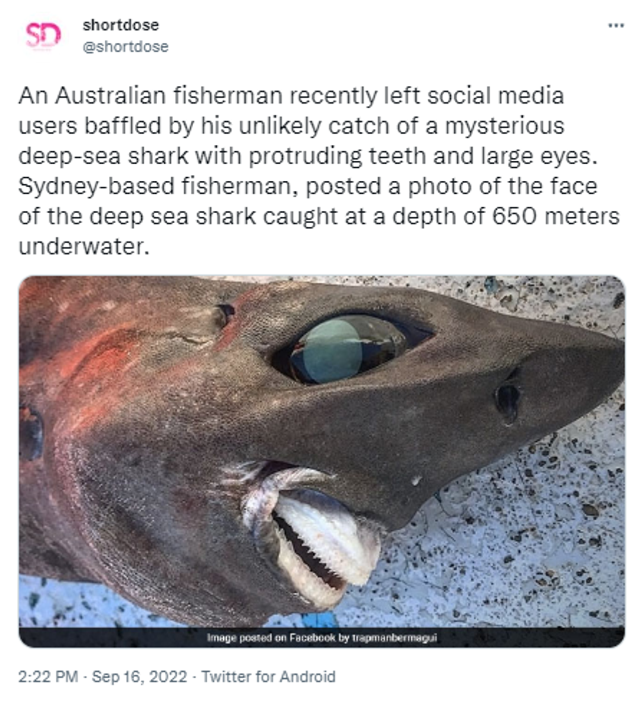 Mysterious Deep Sea Shark With Bulging Blue Eyes and Bizarre Teeth