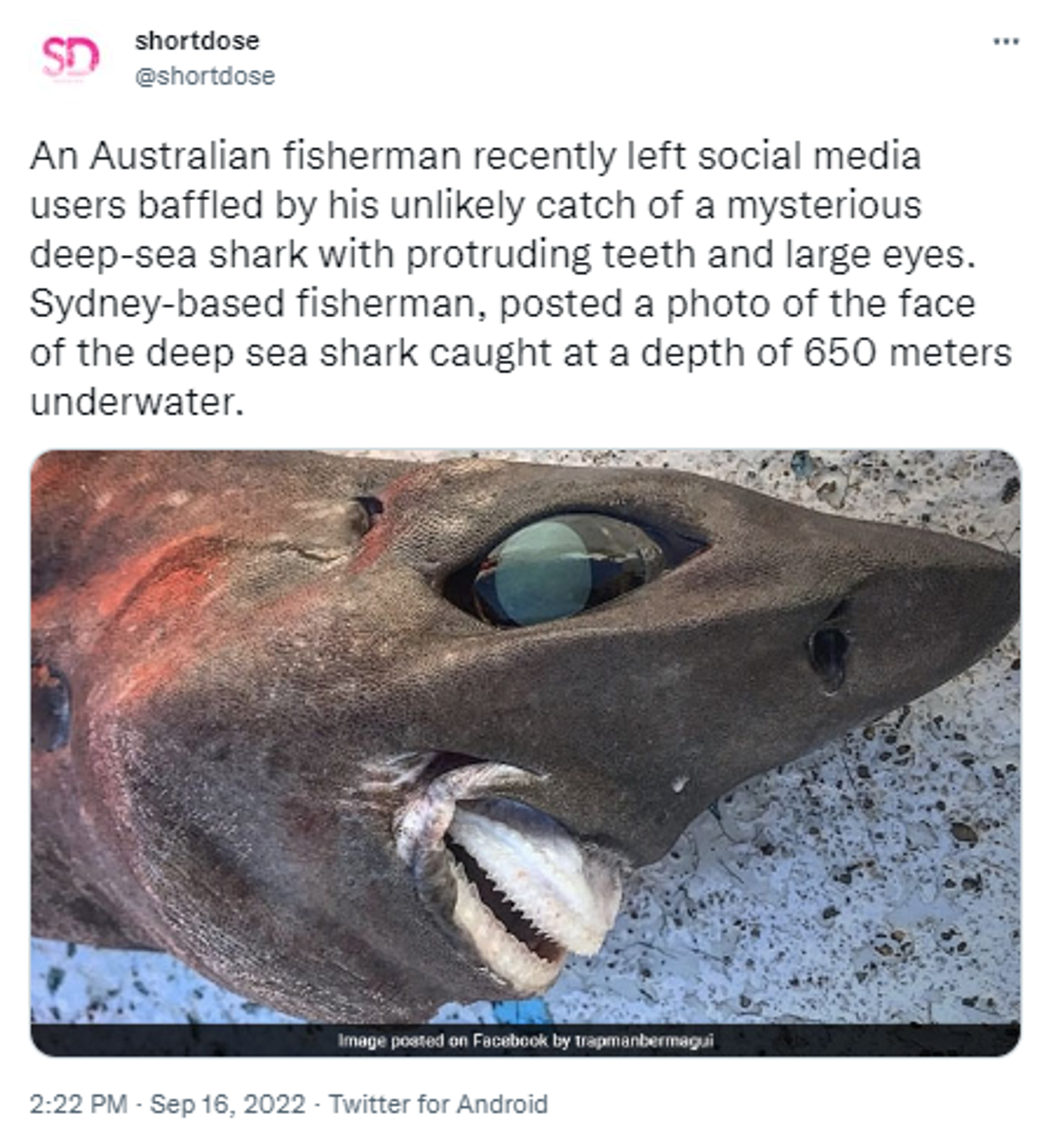 Mysterious Deep Sea Shark With Bulging Blue Eyes and Bizarre Teeth