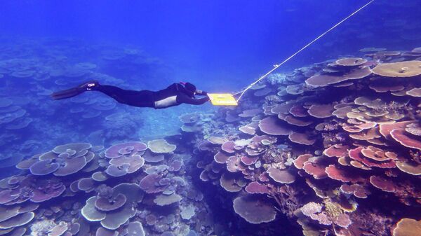 A diver is towed as part of the Great Barrier Reef monitoring program - Sputnik International