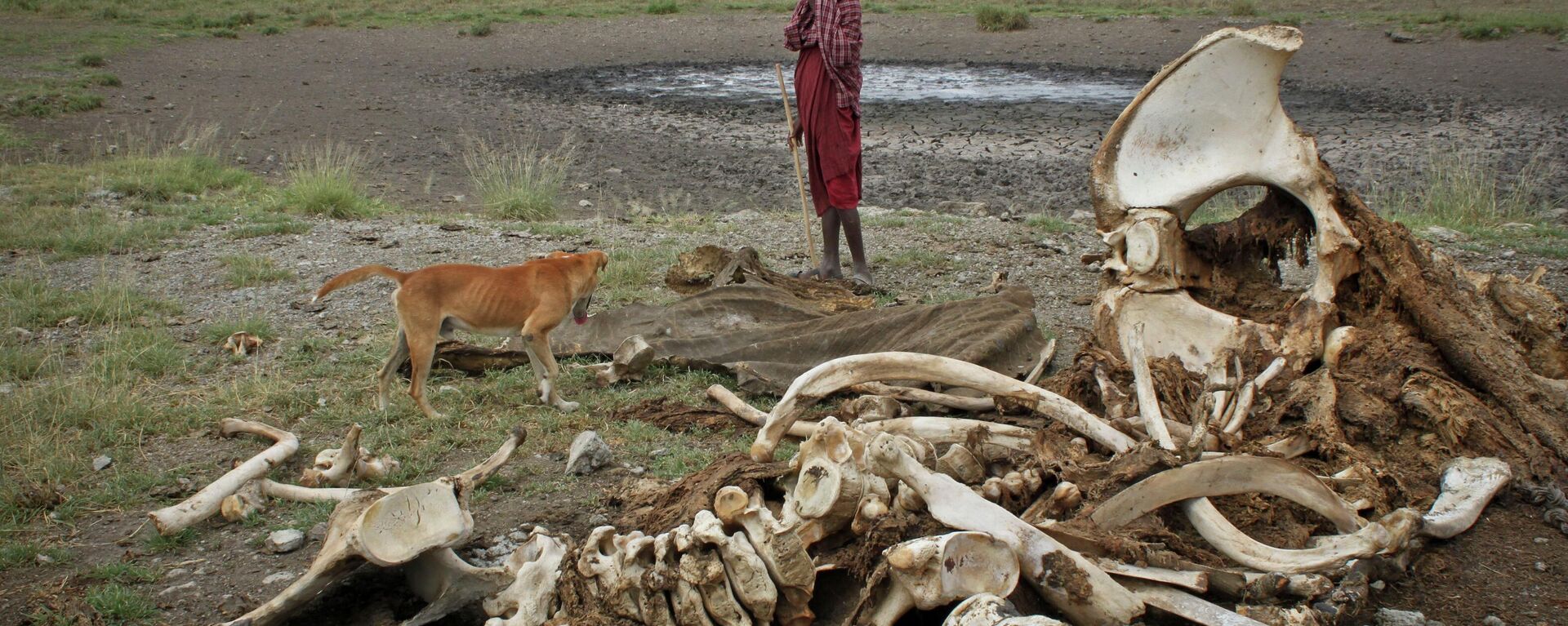 FILE - In this Wednesday, Feb. 13, 2013 file photo, a Maasai boy and his dog stand near the skeleton of an elephant killed by poachers outside of Arusha, Tanzania. Investigators who collected DNA from the tusks of slain elephants and painstakingly looked for matches in the vast African continent have identified two large areas where the slaughter has been occurring on an industrial scale, Tanzania in the east and a cross-border region encompassing several nations in the central-western part of Africa, according to a study published on Thursday, June 18, 2015. (AP Photo/Jason Straziuso, File) - Sputnik International, 1920, 17.09.2022