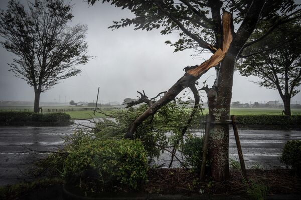 Сломанное дерево во время тайфуна Nanmadol в Японии  - Sputnik International
