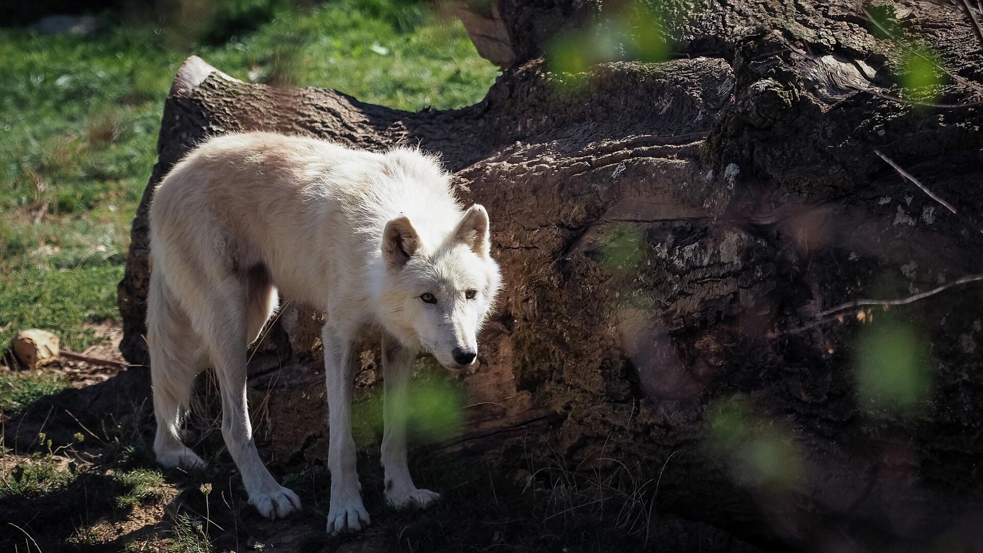 A young arctic wolf walks inside its enclosure at The Beauval Zoo in Saint-Aignan-sur-Cher, central France, on September 2, 2019. (Photo by GUILLAUME SOUVANT / AFP) - Sputnik International, 1920, 19.09.2022