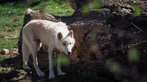 A young arctic wolf walks inside its enclosure at The Beauval Zoo in Saint-Aignan-sur-Cher, central France, on September 2, 2019. (Photo by GUILLAUME SOUVANT / AFP) - Sputnik International