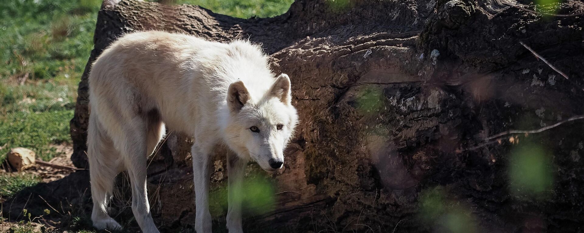 A young arctic wolf walks inside its enclosure at The Beauval Zoo in Saint-Aignan-sur-Cher, central France, on September 2, 2019. (Photo by GUILLAUME SOUVANT / AFP) A young arctic wolf walks inside its enclosure at The Beauval Zoo in Saint-Aignan-sur-Cher, central France, on September 2, 2019. (Photo by GUILLAUME SOUVANT / AFP) - Sputnik International, 1920, 19.09.2022