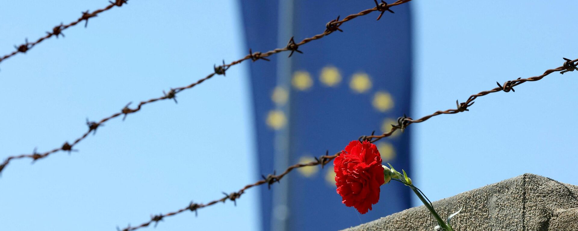 A red carnation is seen in front of a barbed wire fence and an EU flag - Sputnik International, 1920, 23.09.2022