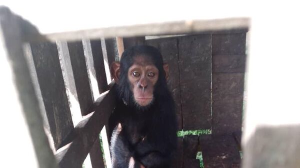 Chimpanzee kidnapped in DRC. - Sputnik International