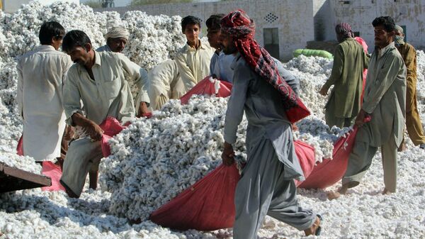 In this photograph taken on February 24, 2016, Pakistani workers carry freshly picked cotton at a factory at Khanewal in the central province of Punjab - Sputnik International