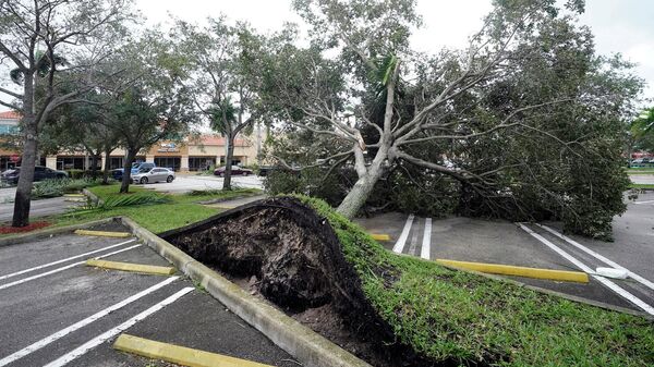 An uprooted tree, toppled by strong winds from the outer bands of Hurricane Ian, rests in a parking lot of a shopping center, Wednesday, Sept. 28, 2022, in Cooper City, Fla.  - Sputnik International