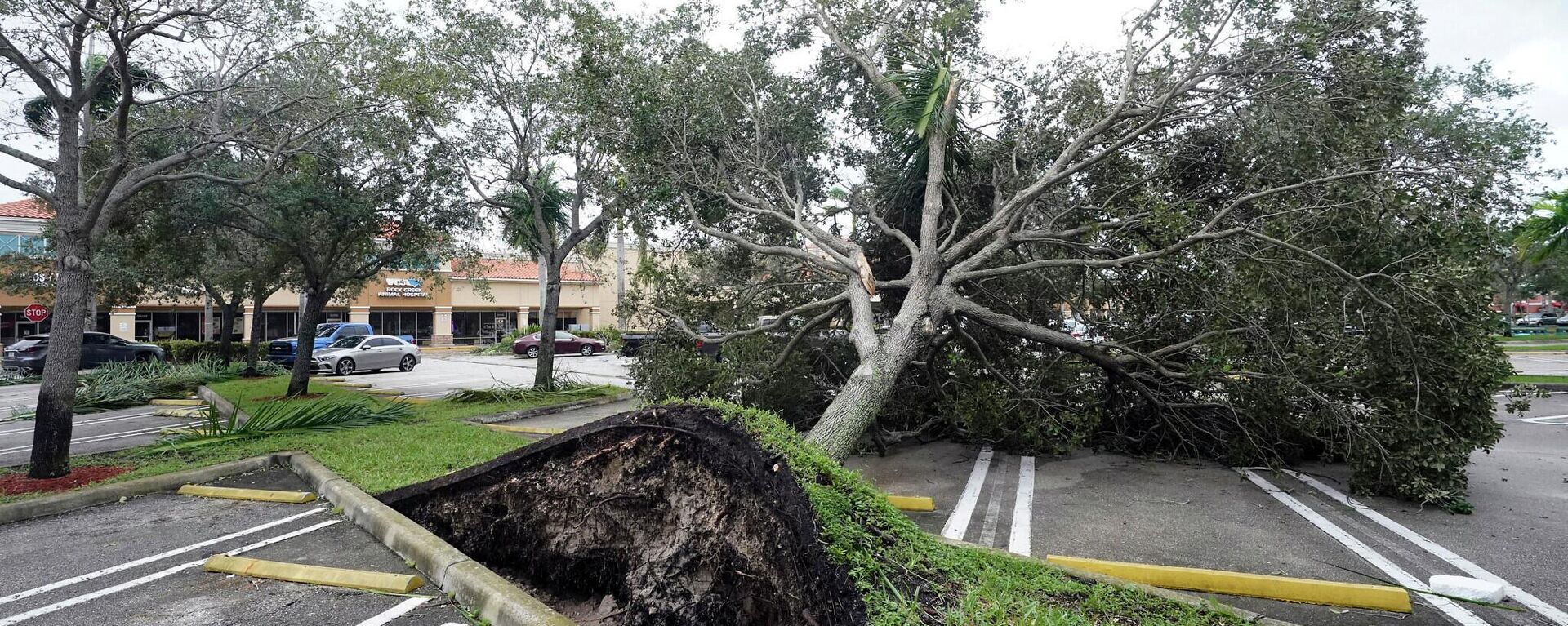 An uprooted tree, toppled by strong winds from the outer bands of Hurricane Ian, rests in a parking lot of a shopping center, Wednesday, Sept. 28, 2022, in Cooper City, Fla.  - Sputnik International, 1920, 07.10.2022