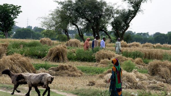 Pakistani farmers harvest and collect their crop in suburbs of Islamabad, Pakistan, Tuesday, April 30, 2019. - Sputnik International