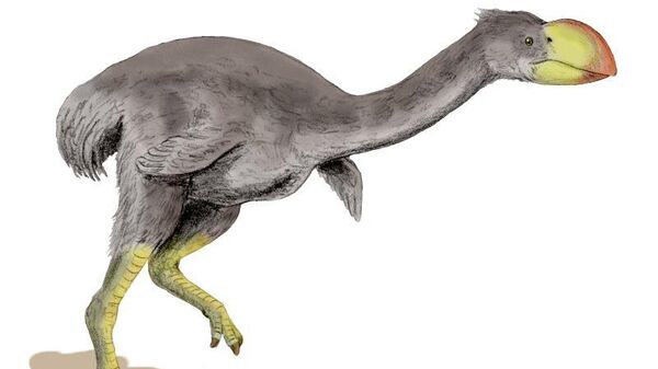 Dromornis stirtoni, a flightless bird from the Late Miocene of Australia, pencil drawing - Sputnik International