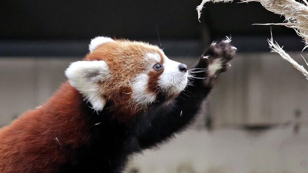 Red panda cub Ila extends her claws as she reaches toward a plant in a temporary outdoor enclosure she shares with her sister and mother during a media preview of the animals at the Woodland Park Zoo Wednesday, Nov. 14, 2018, in Seattle. - Sputnik International