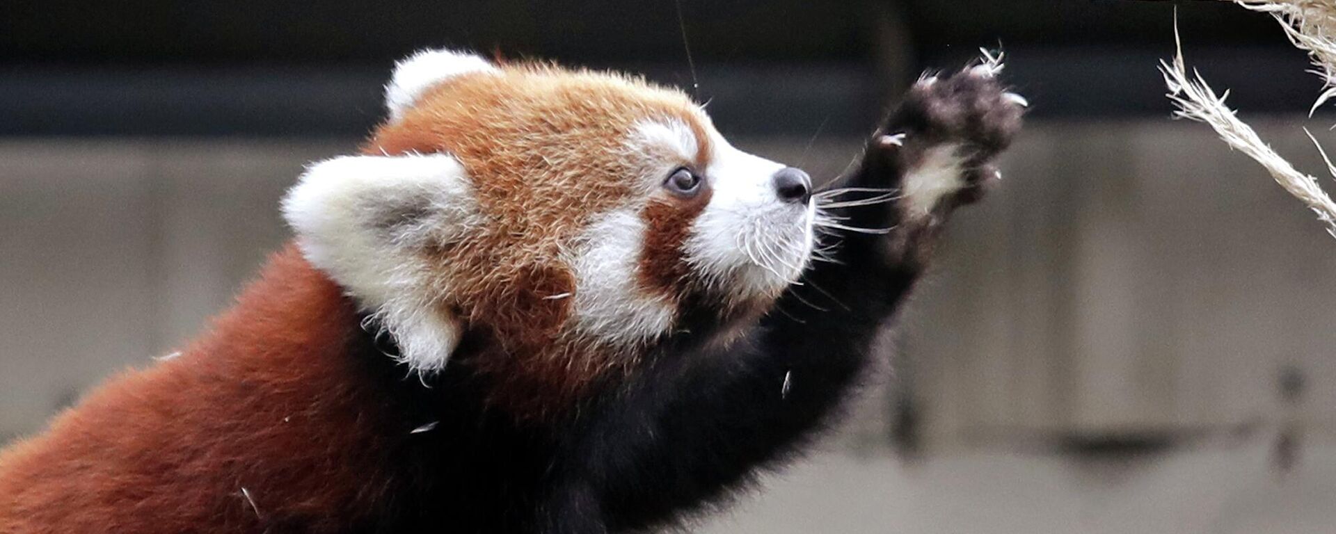 Red panda cub Ila extends her claws as she reaches toward a plant in a temporary outdoor enclosure she shares with her sister and mother during a media preview of the animals at the Woodland Park Zoo Wednesday, Nov. 14, 2018, in Seattle. - Sputnik International, 1920, 11.10.2022