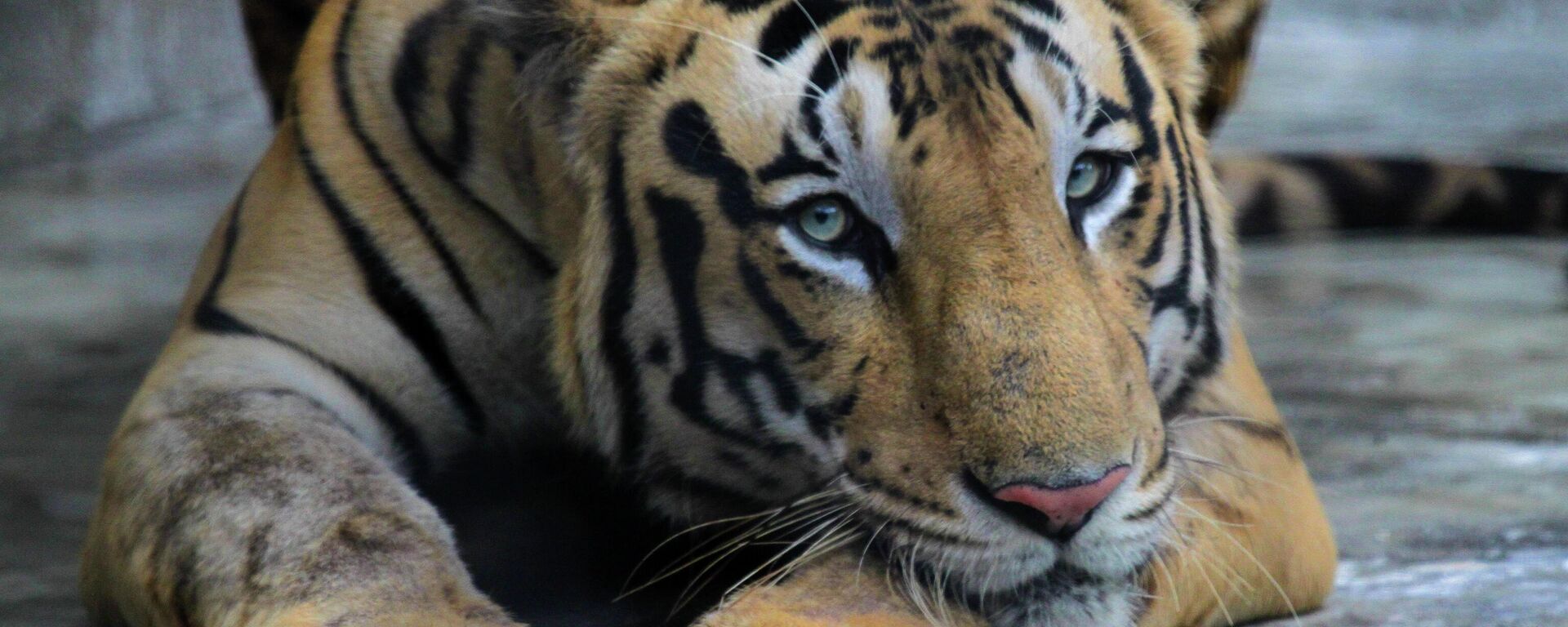 A Royal Bengal tiger rests at its enclosure at the Alipore zoo in Kolkata, India, Monday, July 29, 2019. - Sputnik International, 1920, 17.12.2022
