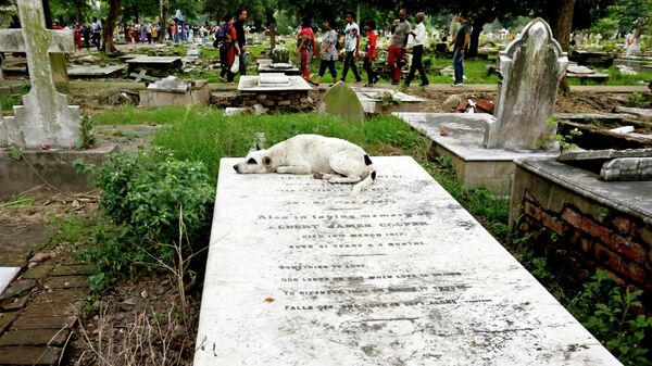 A stray dog sleeps on a grave as people visit a cemetery on All Souls Day in Kolkata, India, Wednesday, Nov. 2, 2016. - Sputnik International