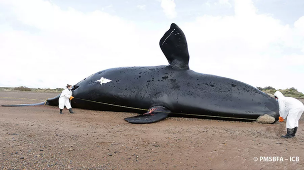 A whale stranded on a beach in Argentina. - Sputnik International