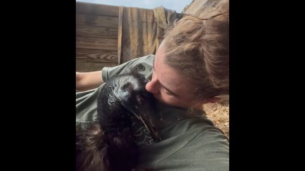 Screenshot from a video shared by TikToker Taylor Blake that shows her and her pet emu Emmanuel - Sputnik International