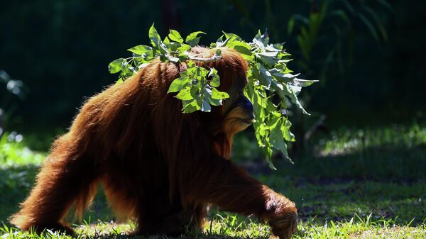 An Orangutan named Elze walks in the Biopark of Rio during a media tour in Rio de Janeiro, Brazil. - Sputnik International