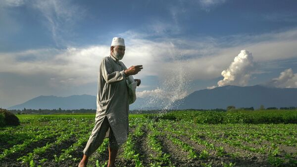 A farmer sprays fertilizer at a farm in the outskirts of Srinagar on July 19, 2022. - Sputnik International