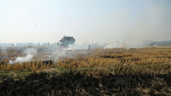 An Indian farmer burns crop stubble after harvesting paddy near the India-Pakistan international border, in Ranbir Singh Pura, India, Wednesday, Nov.28, 2018. - Sputnik International