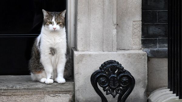Larry the Downing Street cat sits outside of 10 Downing Street, in London, on October 25, 2022 - Sputnik International