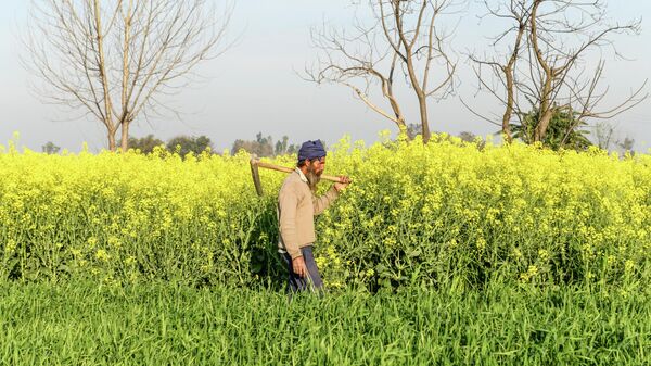 A farmer walks near a mustard field at a village on the outskirts of Amritsar on February 18, 2020. - Sputnik International
