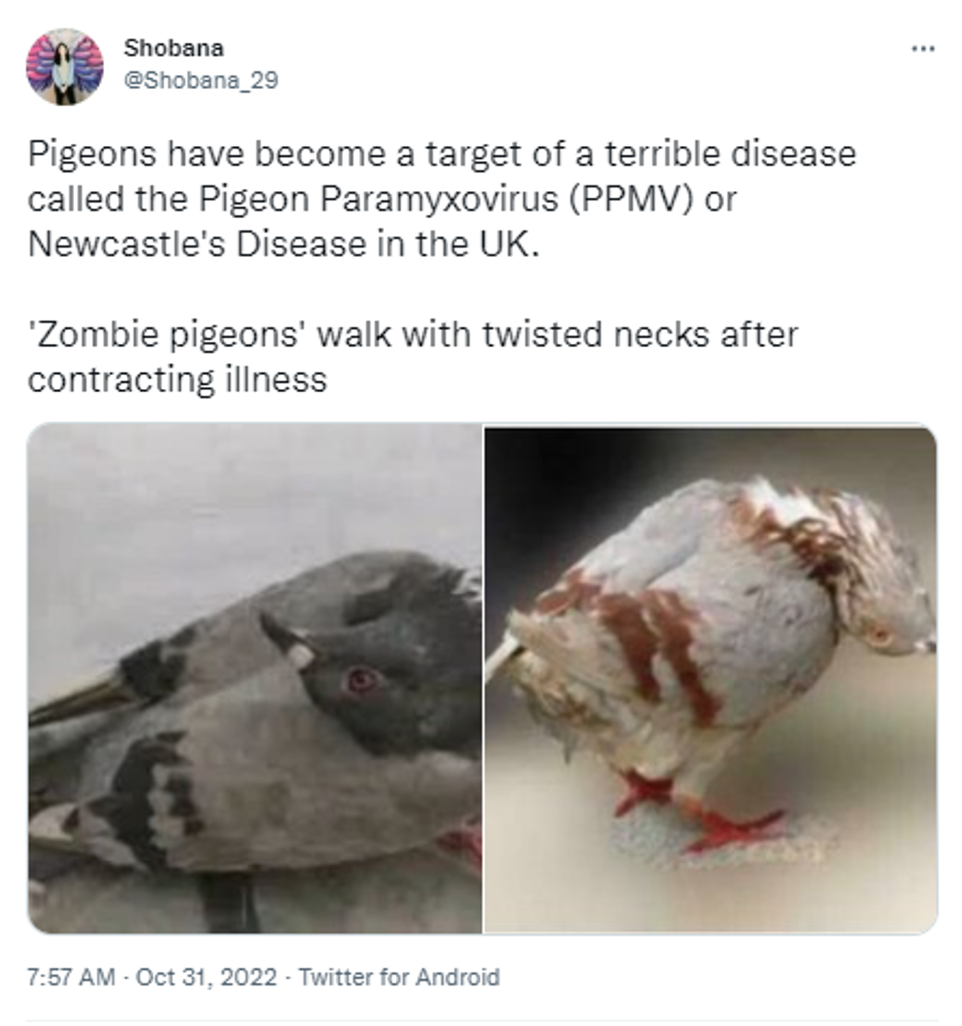 Twitter screenshot of pigeons infected by neurological disease leaving them with twisted necks in U.K. - Sputnik International, 1920, 31.10.2022