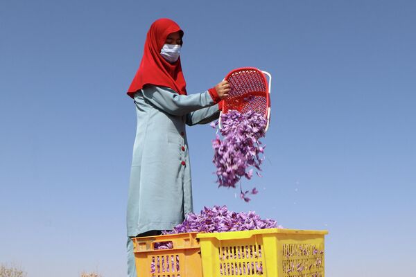 An Afghan woman harvests saffron flowers in a field on the outskirts of Herat province on October 31, 2022. - Sputnik International