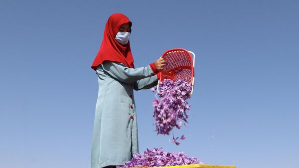 An Afghan woman harvests saffron flowers in a field on the outskirts of Herat province on October 31, 2022. - Sputnik International