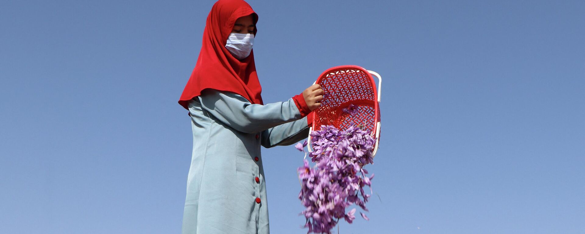 An Afghan woman harvests saffron flowers in a field on the outskirts of Herat province on October 31, 2022. - Sputnik International, 1920, 01.11.2022