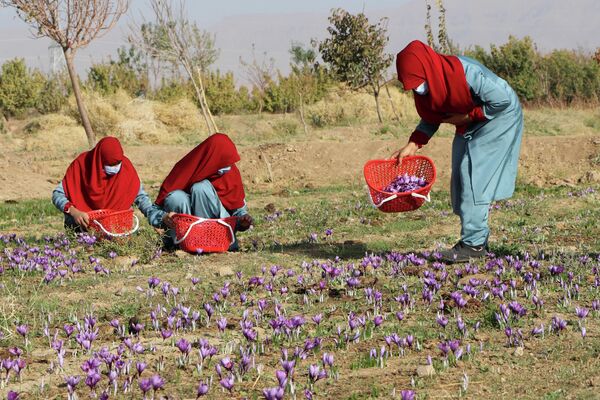 Afghan women harvest saffron flowers in a field on the outskirts of Herat province on October 31, 2022. - Sputnik International