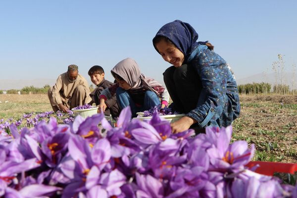 An Afghan man along with children harvest saffron flowers in a field on the outskirts of Herat province on October 31, 2022. - Sputnik International