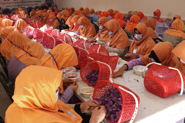 Afghan women workers separate saffron threads from harvested flowers at a processing centre in Herat province on October 31, 2022. - Sputnik International