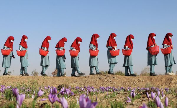 Afghan women carry baskets of saffron flowers in a field on the outskirts of Herat province on October 31, 2022. - Sputnik International