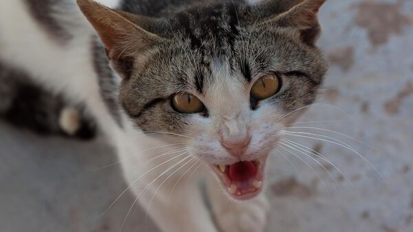 Angry cat - Sputnik International