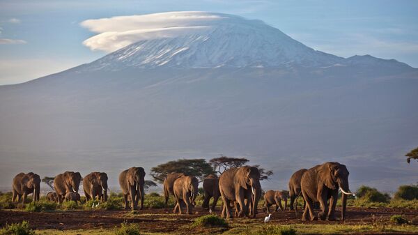 A herd of adult and baby elephants walks in the dawn light as the highest mountain in Africa, Tanzania's Mount Kilimanjaro, is seen in the background, in Amboseli National Park, southern Kenya on Monday Dec.17, 2012. - Sputnik International