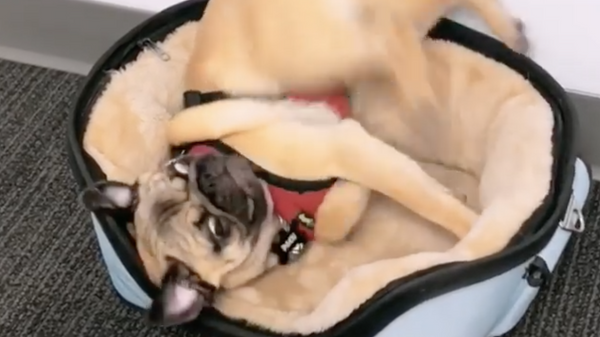Pug laying in a basket - Sputnik International