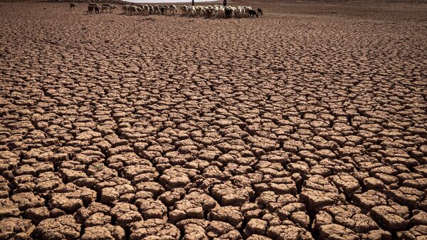 In this file photo taken on August 8, 2022, a herd of sheep walk over cracked earth at al-Massira dam in Ouled Essi Masseoud village, some 140 kilometres (85 miles) south from Morocco's economic capital Casablanca, amidst the country's worst drought in at least four decades. - Sputnik International