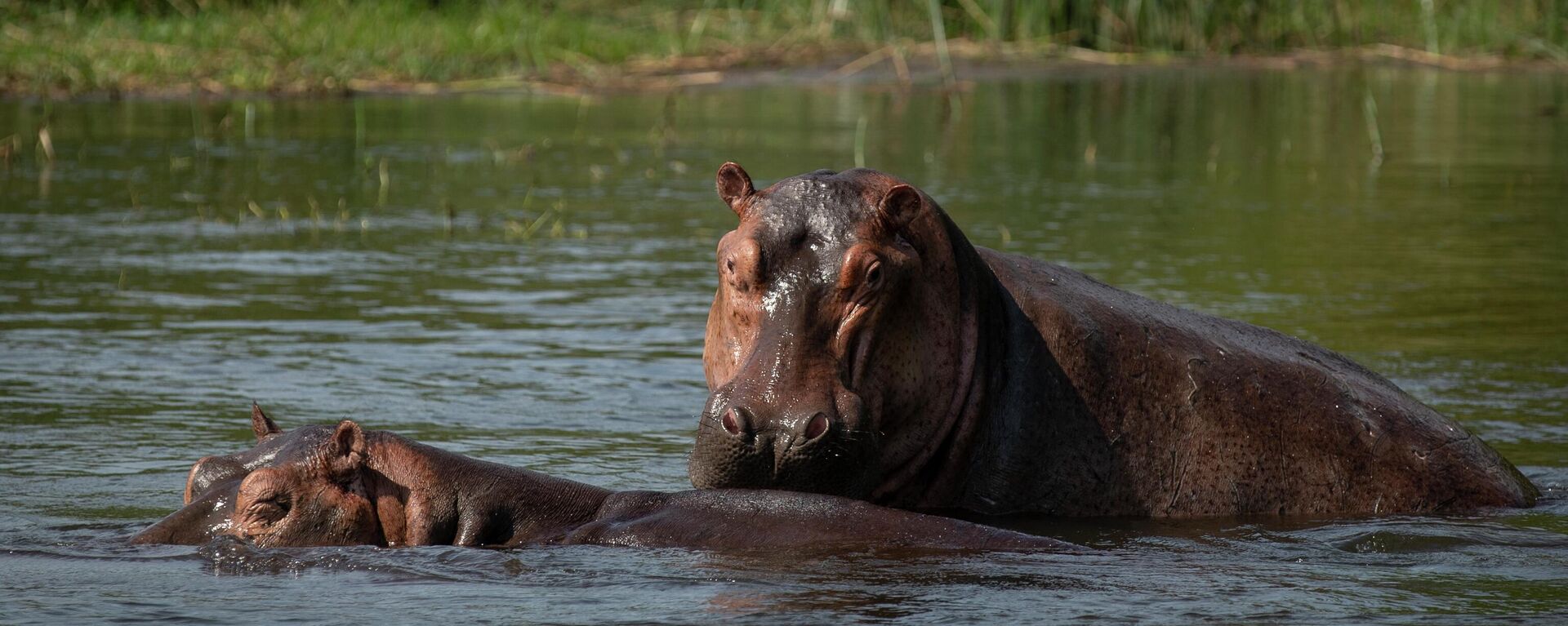 A pair of hippopotamuses cool off in the Nile river near the waterfalls in Murchison Falls National Park, northwest Uganda, on Feb. 21, 2020. - Sputnik International, 1920, 08.11.2022
