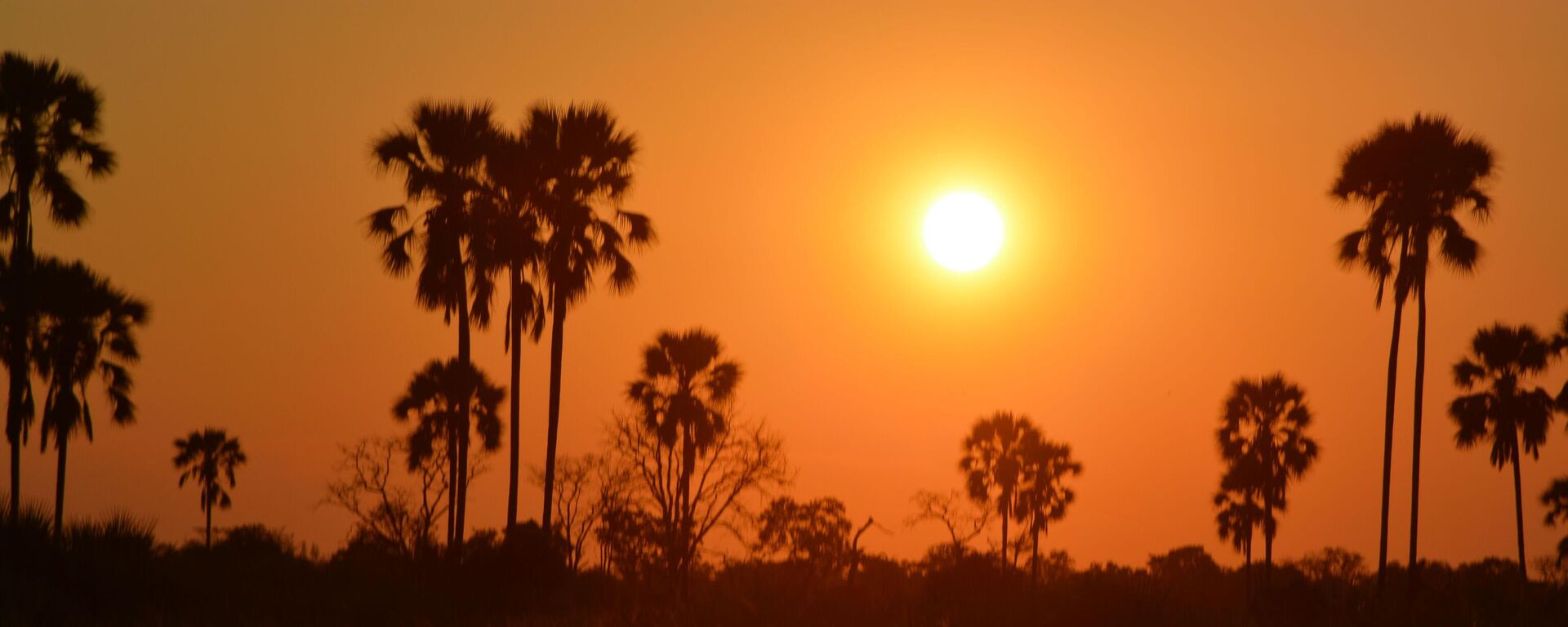 This March 1, 2013 photo shows a sunset in Botswana's Okavango Delta. Trees silhouetted against a bright orange sky lit by a searing white disc is a typical sight for sunsets  in the region, a popular destination for animal-watching safaris. - Sputnik International, 1920, 16.03.2023