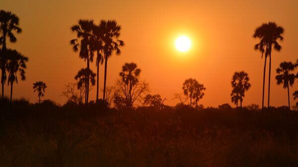 This March 1, 2013 photo shows a sunset in Botswana's Okavango Delta. Trees silhouetted against a bright orange sky lit by a searing white disc is a typical sight for sunsets  in the region, a popular destination for animal-watching safaris. - Sputnik International